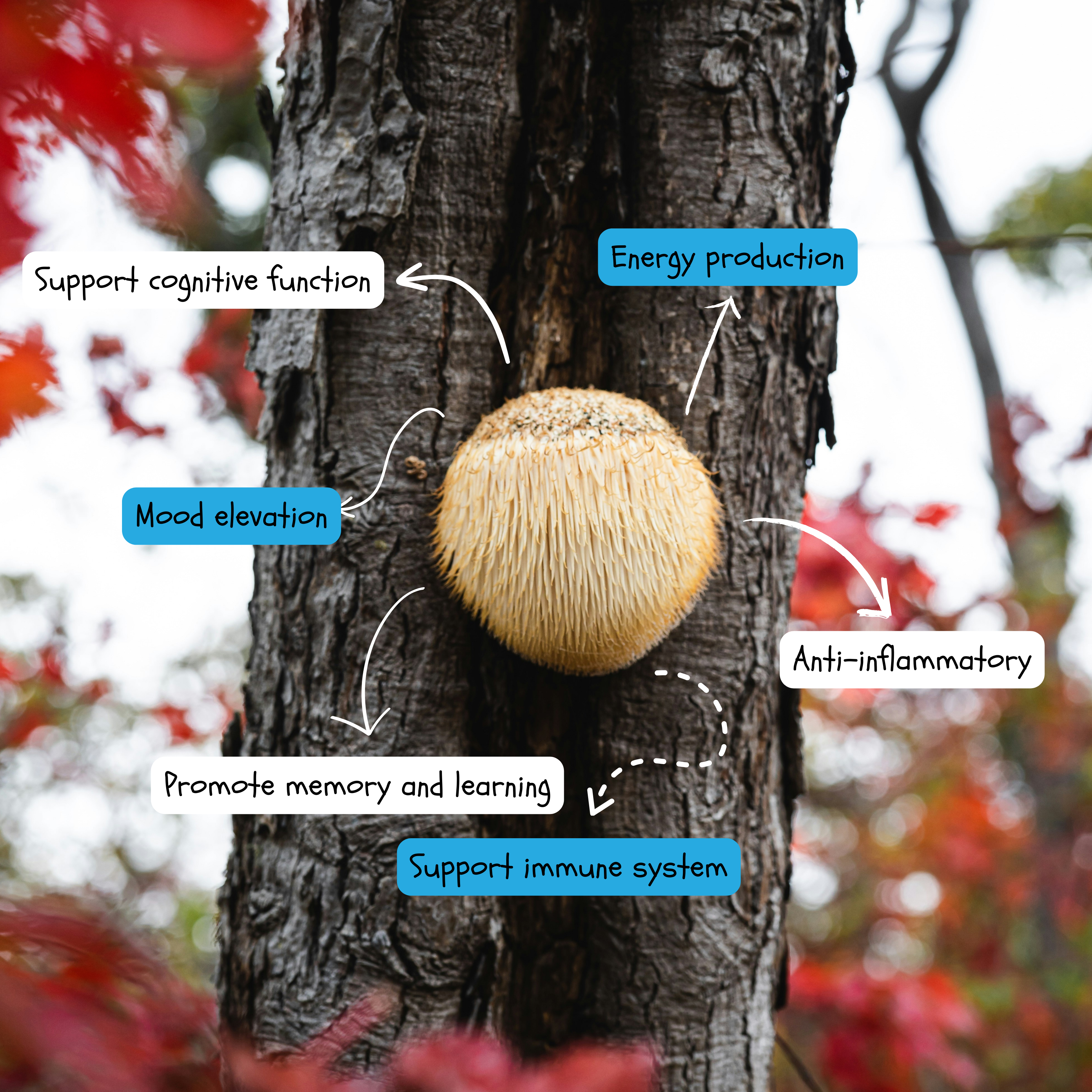 Dive into the fascinating world of the Lion's Mane mushroom